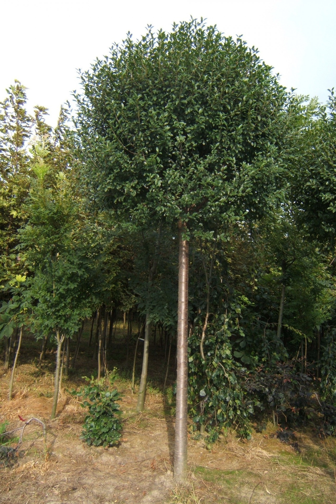 ABRAMpuut pensaat havupuu lehtipuu perennoja Puola 06